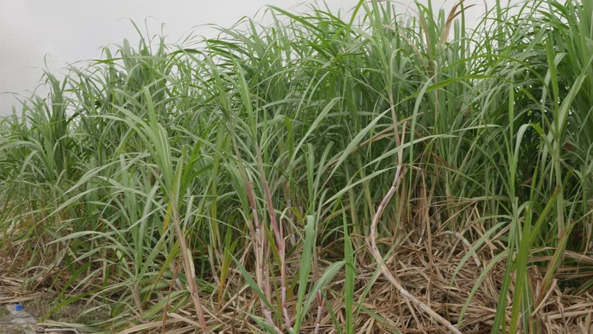 Pan right, sugar cane stalks blowing gently in the breeze
