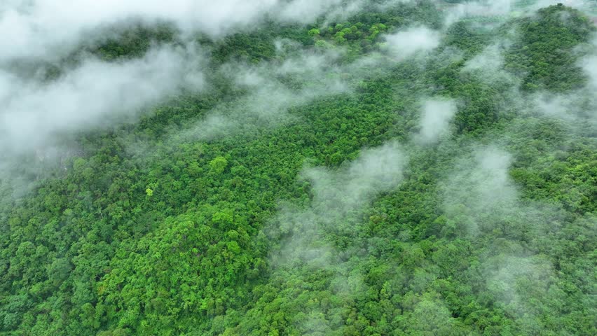 Drone aerial view of fog drifting over dense, sustainable forest, illustrating nature’s crucial carbon storage function and its resilience to extreme weather challenges.
