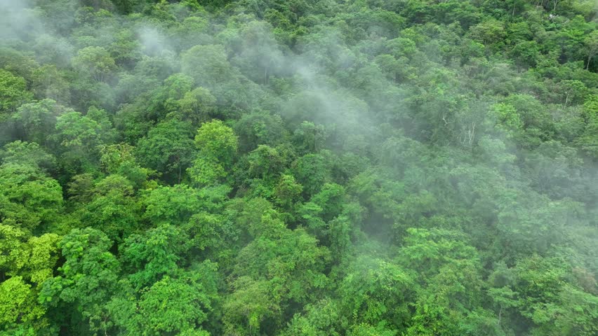 Mist swirls over dense forest in this aerial drone shot, underlining the critical role of tree preservation in sustainable carbon management and extreme weather adaptation.
