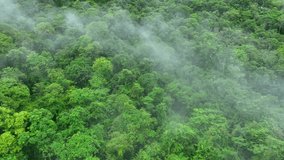 Mist swirls over dense forest in this aerial drone shot, underlining the critical role of tree preservation in sustainable carbon management and extreme weather adaptation.
 - Powered by Shutterstock - Get 15% off with code: PIKWIZARD15