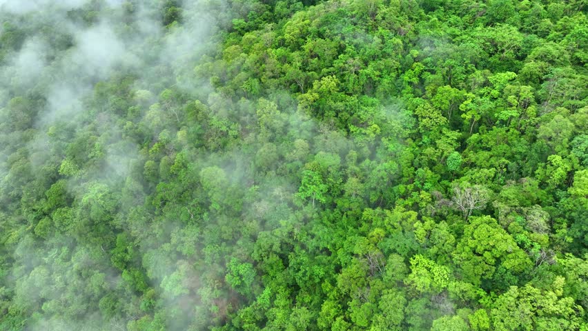 Aerial drone view of dense green forest veiled in morning fog, showcasing nature’s carbon sinks and the vital role of trees in combating extreme climate conditions.
