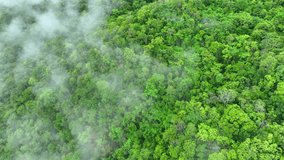 Aerial drone view of dense green forest veiled in morning fog, showcasing nature’s carbon sinks and the vital role of trees in combating extreme climate conditions.
 - Powered by Shutterstock - Get 15% off with code: PIKWIZARD15