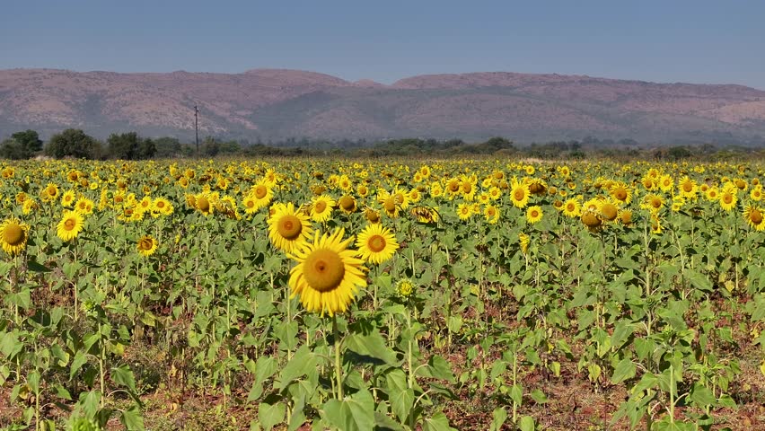 Sunflower Plantation In Rustenburg North West South Africa. Bird Eye View Of Amazing Field Of Yellow Flowers Landscape. Rural Background Valley Farmer Beauty. Farmer Summer Countryside.