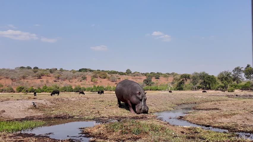Hippopotamus In Water In Chobe National Park Kasane Botswana. Wildlife Scene Of Big Five Animals In A African Safari. Nature Sky Clouds Sky Forest. Nature Agro Panning Wide.