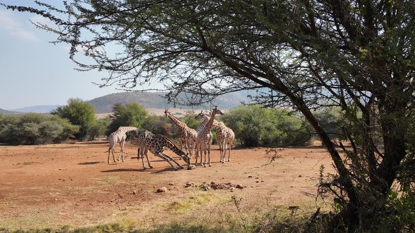 Wild Giraffes In Rustenburg North West South Africa. Wildlife Scene Of Big Five Animals In A African Safari. Countryside Dramatic Clouds Rural Field. Countryside Rural Panoramic Sky.