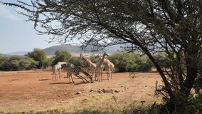 Wild Giraffes In Rustenburg North West South Africa. Wildlife Scene Of Big Five Animals In A African Safari. Countryside Dramatic Clouds Rural Field. Countryside Rural Panoramic Sky. - Powered by Shutterstock - Get 15% off with code: PIKWIZARD15