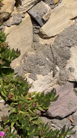 Two lizards sunbathing on a warm rock in natural surroundings. A close-up view of reptiles in their wild habitat