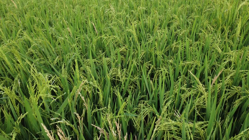 aerial drone view of paddy field in cinematic shot footage