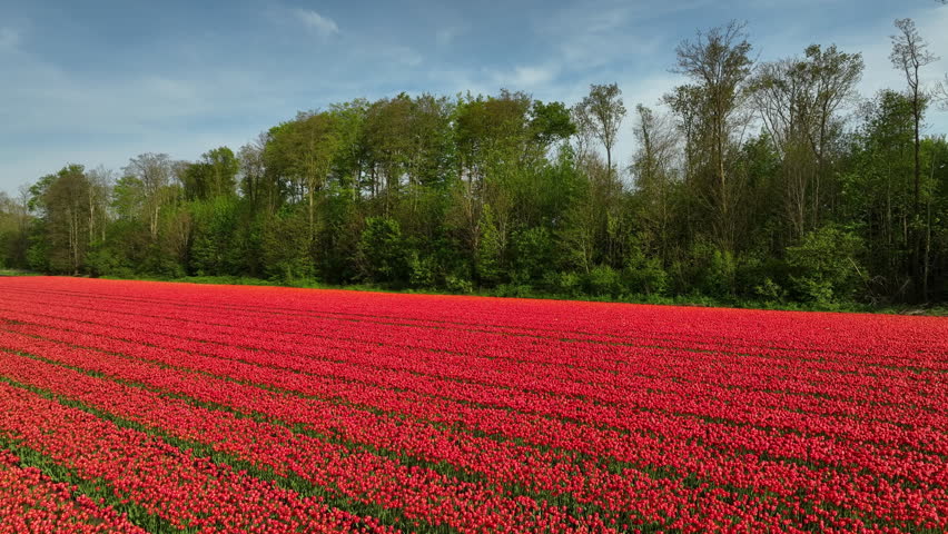 Tulip field aerial drone flying over beautiful colored tulip agriculture field in Flevoland Netherlands. Tulip fields color various areas in Holland during springtime.