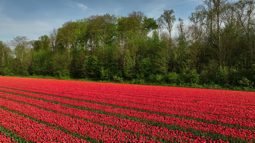 Tulip field aerial drone flying over beautiful colored tulip agriculture field in Flevoland Netherlands. Tulip fields color various areas in Holland during springtime.