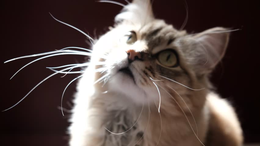 A wary cat carefully watches something, starring with intense. Close up. Cute cat goes on attack. Animal Behavior. Humor	