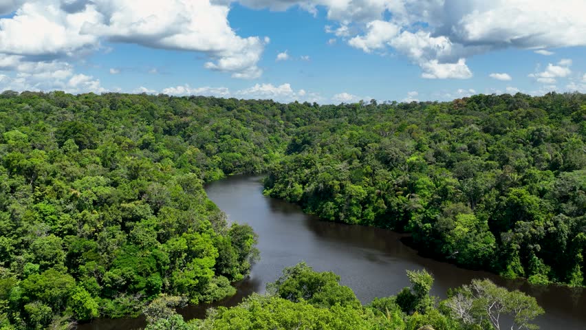 Amazonian Rainforest In Manaus Amazonas Brazil. Amazon Rainforest Showing River Winding Dense Jungle. Forest Trees Amazon Green. Wilderness Panoramic. Manaus Amazonas.