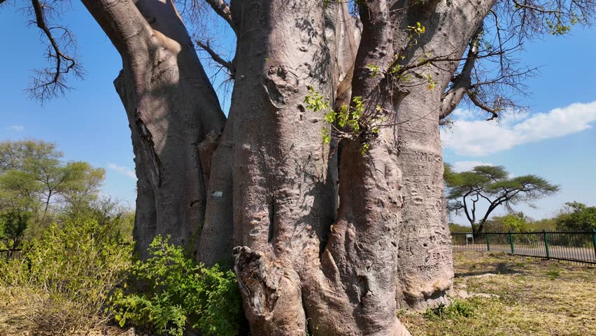 Scenic Baobab In Victoria Falls Matabeleland North Zimbabwe. Famous Century-Old And Big Tree In The Stunning Landscape. Countryside Dramatic Clouds Rural Field. Countryside Rural Panoramic Sky.