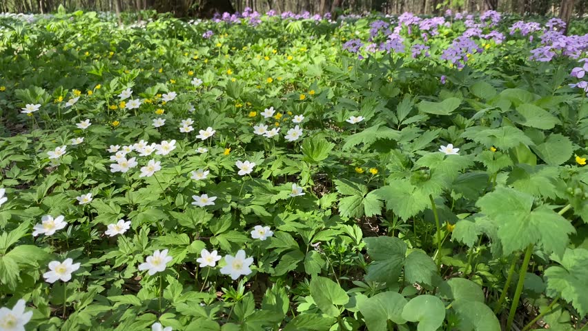 Beautiful light purple flowers and white flowers of anemones in the family Brassicaceae. Lunaria rediviva. Lunaria annua flowers. Pink purple inflorescences of a wild plant in a shady spring forest. 