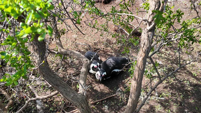 Penguin Nest In Boulders Beach Cape Town South Africa. Stunning Landscape Of A Colony Of Penguins In Africa Beach. Coast Sky Seaside Summertime. Coast Outside Travel. Boulders Beach Cape Town.