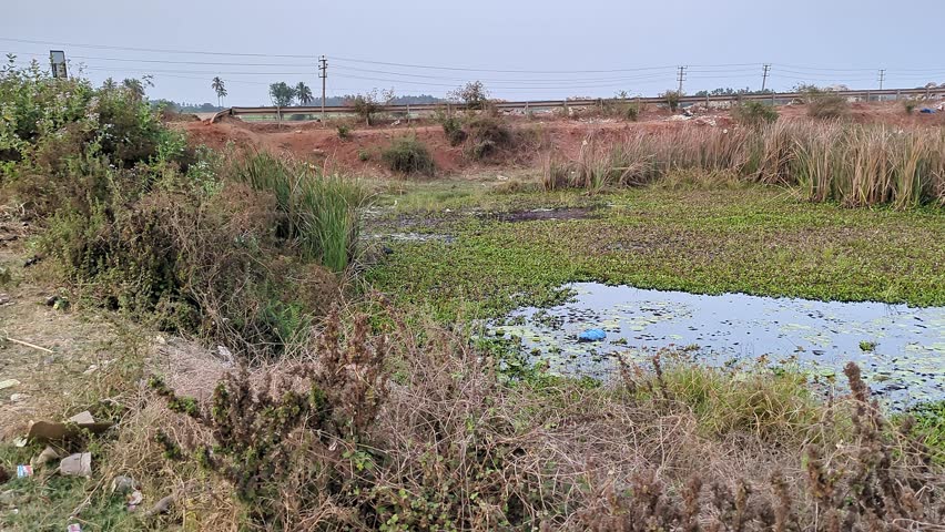 A panoramic view of a large rural lake filled with dirty, stagnant water and shrubs beside an indian village during summer season.pollution concept. environmental concept