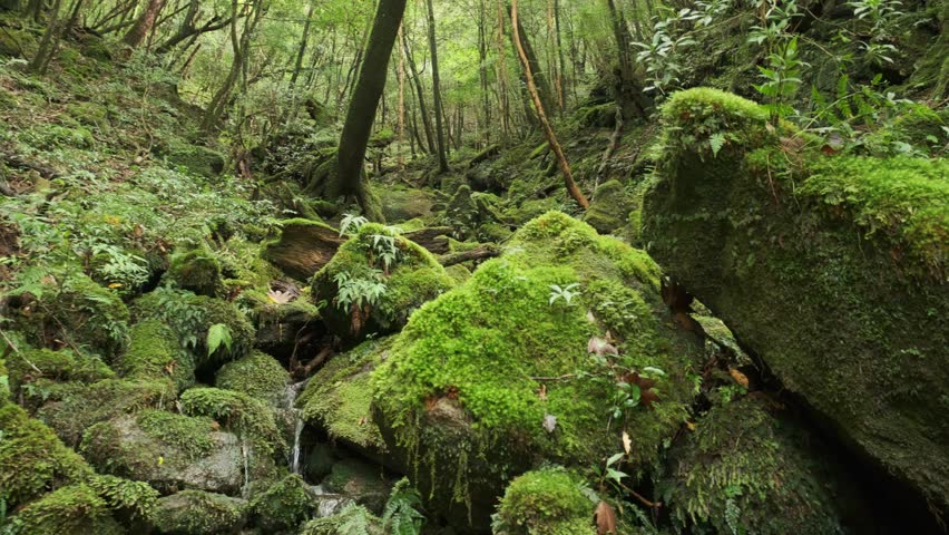 Gimbal shot moving top to bottom through lush, mossy Yakushima forest. Rich greens, dense foliage, and ancient trees create a mystical, untouched atmosphere.