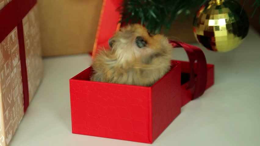 Curious hamster being revealed as surprise gift in bright red Christmas box. Human hands slowly open the lid as the small golden rodent peers out with alert expression during holiday celebration.