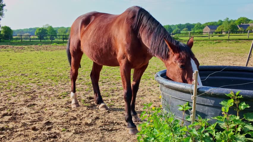 Brown horse drinking water from a black trough in a sunny rural pasture.