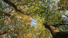 Looking up at trees with colorful green yellow foliage and leaves in a forest during autumn fall season tree trunks and branches, natural wilderness vertical video - Powered by Shutterstock - Get 15% off with code: PIKWIZARD15