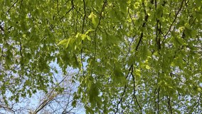 Looking up at trees with green lush foliage and leaves in a forest, tree trunks and branches, natural wilderness, vertical video - Powered by Shutterstock - Get 15% off with code: PIKWIZARD15