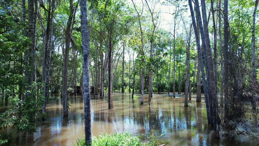 Amazonian Rainforest In Manaus Amazonas Brazil. Capturing The Effects Of Flooding In The Amazon Rainforest. Colombia Nature Forest Trees Hydrography Bay. Colombia Green. Manaus Amazonas.