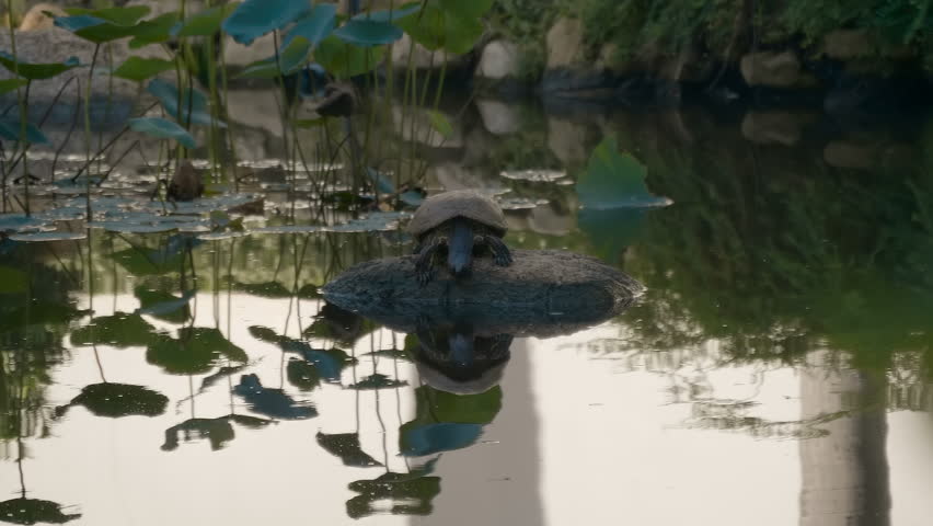 A big turtle is peacefully sitting on a rock in a quiet lotus pond of the garden of Erawan museum in Bangkok, Thailand