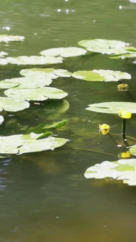 Duck swimming energetically through a pond of floating lily pads and yellow flowers. The bird creates distinct ripples in the green water as it moves rapidly between the circular water lily leaves.