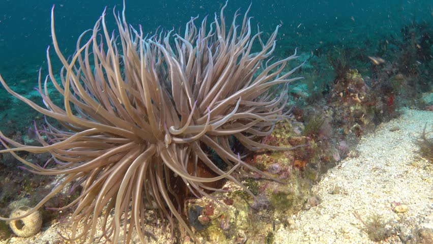 Underwater scene - Sea anemone and a mosaic sea ray over the seabed