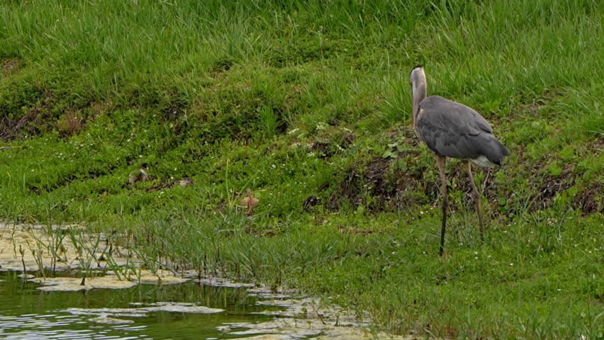 Great blue heron throws up a pellet by a lake in Florida