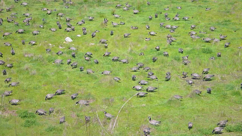 Large flock of geese feeding on marsh land.