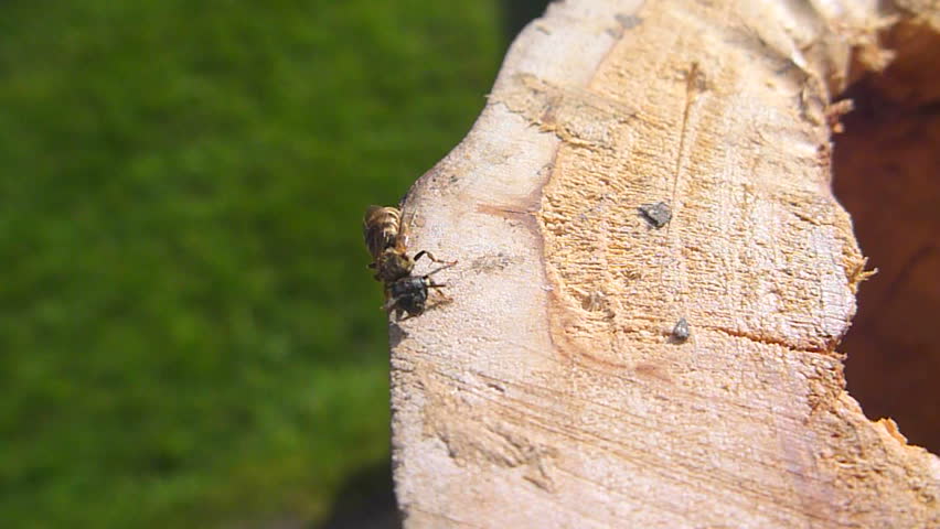 Close up of hornet on stump.