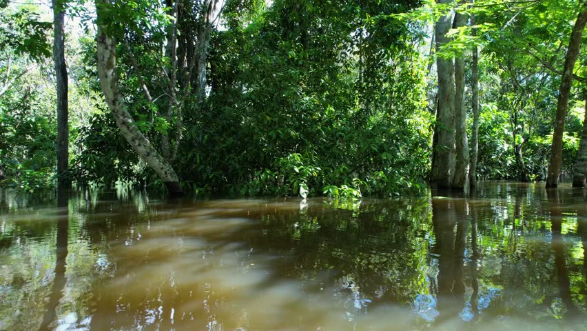 Amazon Forest In Manaus Amazonas Brazil. Stunning River Winds Through A Lush Tropical Rainforest. Travel Trees Wilderness Jungle. Wilderness Amazon Rainy Season. Manaus Amazonas.