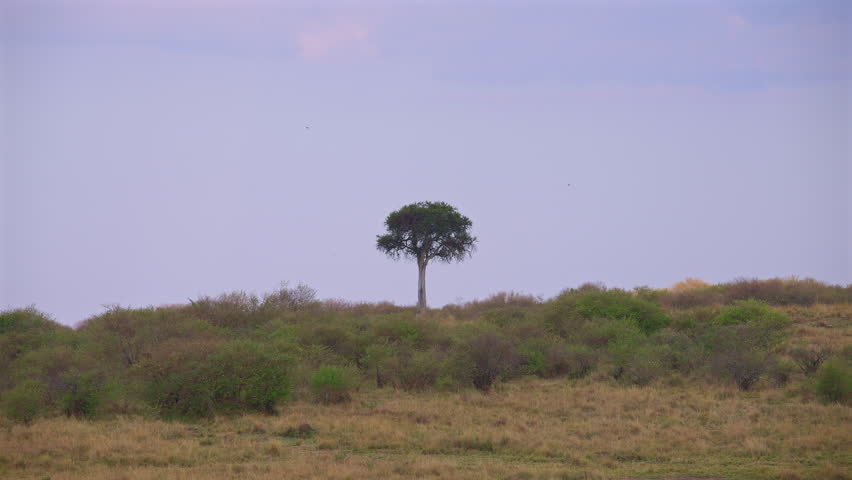 Single Acacia Tree on Open Grassland Horizon