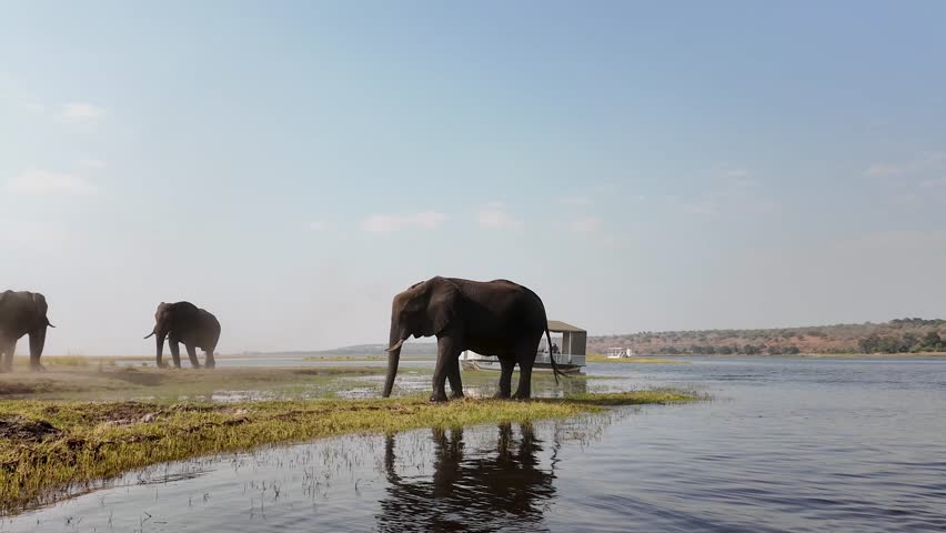 African Elephant In Chobe National Park Kasane Botswana. Wildness Safari Scene Of Game Drive With Big Five Animals. Nature Sky Sky Forest. Nature Panoramic View. Chobe National Park Kasane.