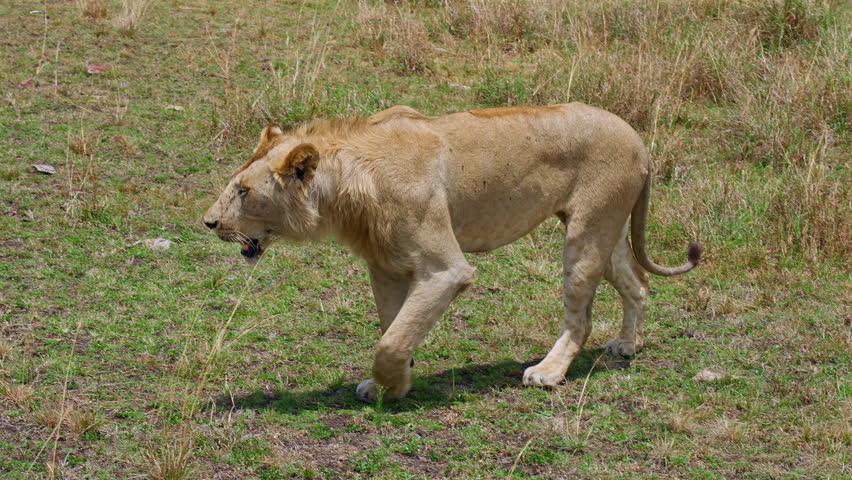 Young lion walks through the savannah
