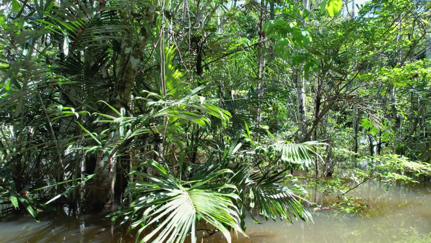 Amazonian Rainforest In Manaus Amazonas Brazil. Stunning River Winds Through A Lush Tropical Rainforest. Forest Trees Amazon Green. Outdoors Amazon Inundation. Manaus Amazonas.