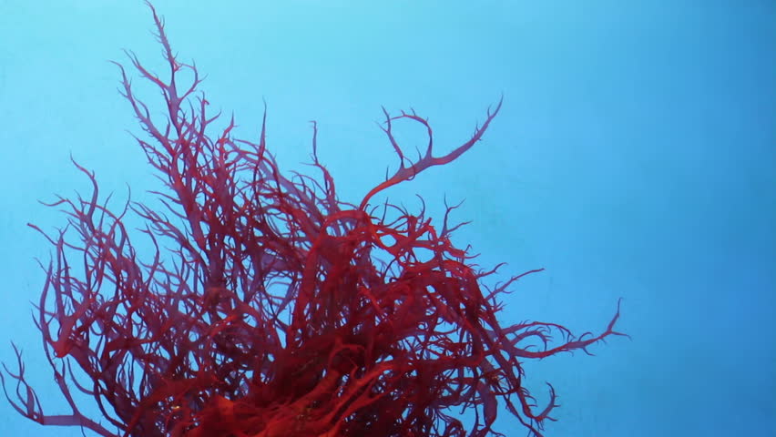Red coral, underwater, resembling some sort of alien plant life. HD 1080p.