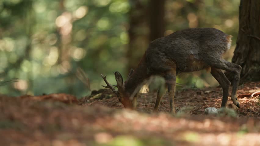 Young roe deer scratching its head in a calm forest setting, warm natural lighting