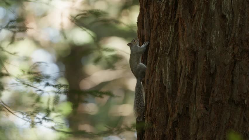 Curious grey squirrel use claws to grip rough tree bark to face downward, tele