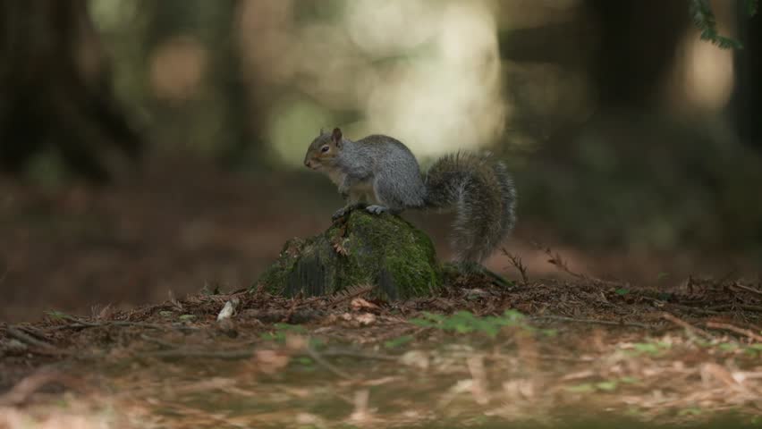 Grey squirrel hops over detritus of forest floor, low angle slomo tracking