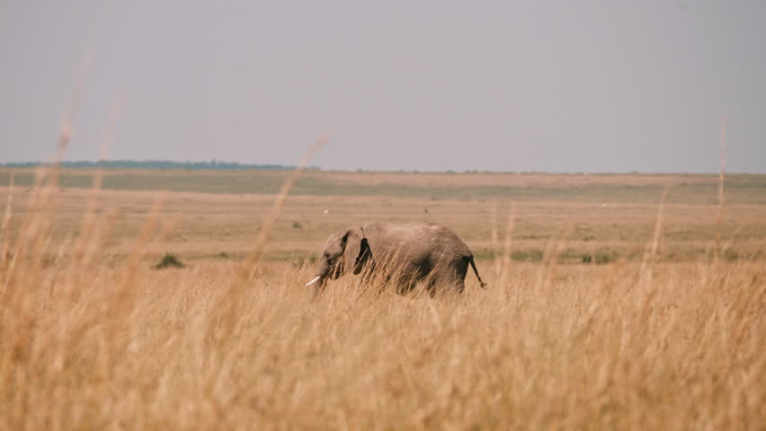 Flock of Birds Passing by Wild Elephant in African Savannah 