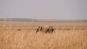 Flock of Birds Passing by Wild Elephant in African Savannah  - Powered by Shutterstock - Get 15% off with code: PIKWIZARD15