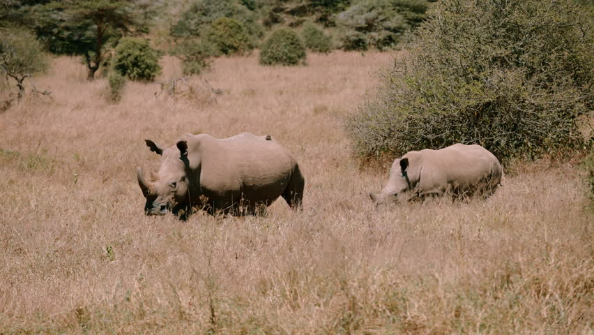 Adult and Baby Rhino in Open Grassland