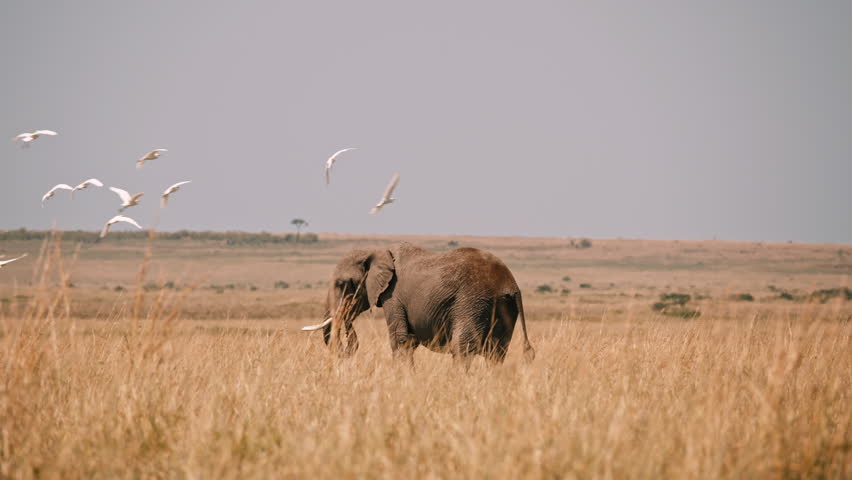 Lone Elephant Among Flying Birds