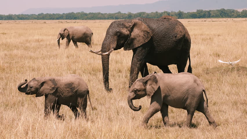 Elephant Family Crossing African Savanna