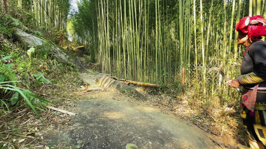 A farmer dressed in traditional clothing is seen gathering herbal plants using a machete in a lush bamboo forest. The activity highlights cultural practices and foraging techniques.