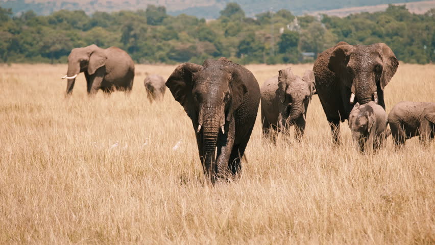Elephant Herd Walking Through African Savannah