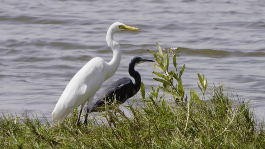 Two egrets on grassy shore, dark morph reef egret and non-breeding intermediate egret