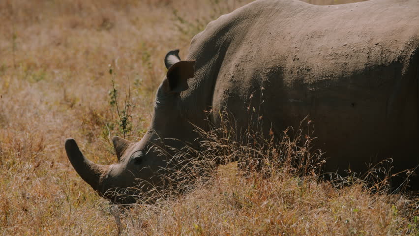 Close up View of Rhino in African Grassland